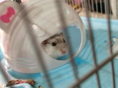 -钓仓鼠(洋桥北里小区店)