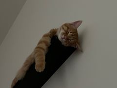 -艾贝尔宠物医院·24H转诊中心·肿瘤猫专科(江宁双龙店)