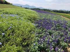 -光明小镇欢乐田园