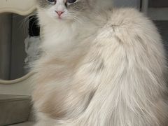-琪喵猫屋·撸猫猫咖·猫舍