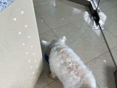 -瑞派申生动物医院·24H夜诊·国际动物医疗中心·骨外科(吴中路店)