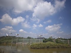 -盐城丹顶鹤湿地生态旅游区