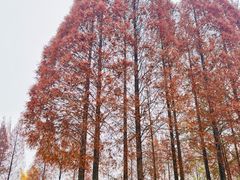 -蜀绣公园