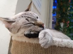 -藏猫猫咖啡主题馆(中央大道店)