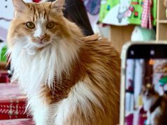 -氷冰凉刨冰甜品(北京路店)