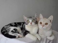 -Bastet sally猫舍购宠(静安店)