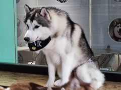 -Husky Go! 哈士奇体验馆·宠物咖啡厅狗咖