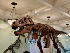 -美国自然历史博物馆