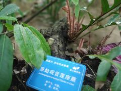 -南山植物园