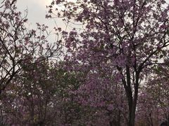 -广东花都湖国家湿地公园