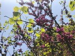 -上海市龙华烈士陵园