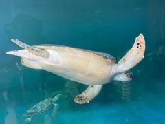 -广东惠东海龟国家级自然保护区