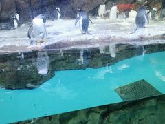 -哈尔滨波塞冬海底世界