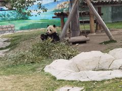 -上海野生动物园