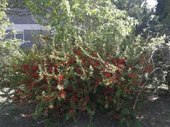 -北京麋鹿生态实验中心