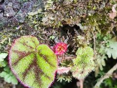 -云南屏边大围山国家公园