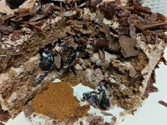 -CAKE BOSS 蛋糕老板(西单君太百货店)