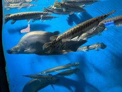 -国家自然博物馆