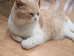-MOYOYO猫咪咖啡店