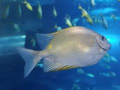 -太平洋海底世界