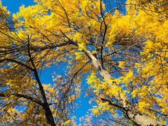 -三里屯东五街银杏大道