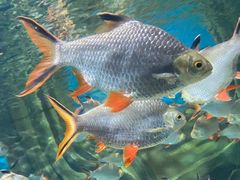 -上海海洋水族馆