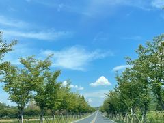 -白茶原·一片叶子