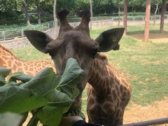 -石家庄市动物园