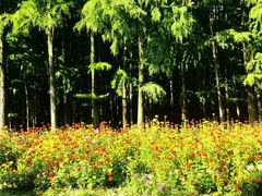 -上海共青森林公园