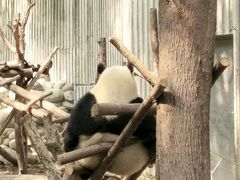 -成都大熊猫繁育研究基地