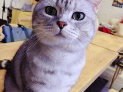 -平行世界·猫咖(首经贸店)