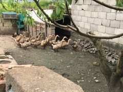 -花岙岛