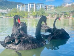 -大梅沙海滨公园