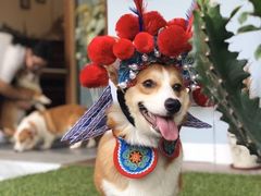 -柯斗斗主题餐厅·狗咖·围炉煮茶·茶饮(国瑞升平里店)