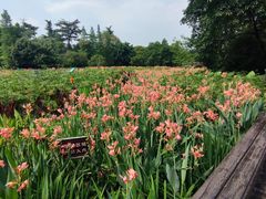 -桂湖森林公园