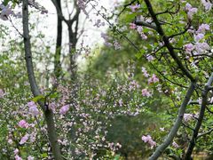 -上海共青森林公园