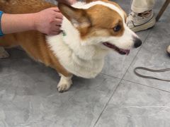 -安安宠医·臻爱宠物医院·宠保定点(营门口路分院)