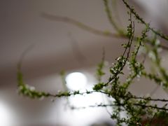 -双季花艺园艺市场(浦东店)