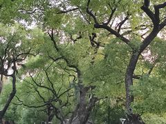 -荔湾湖公园