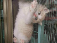 -东方名猫馆·英短金渐层布偶猫舍(环线广场1号楼店)