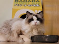 -滚猫咖啡·猫咖·猫友好撸猫(未来城店)
