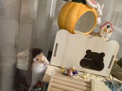 -Pets First伊珊娜洗护·精致美容·家庭式寄养(新会路店)