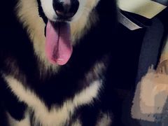 -芭夯兔(人和店)