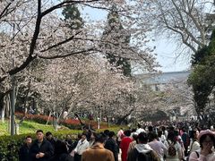 -武汉大学-樱园