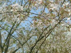 -西北湖绿化广场