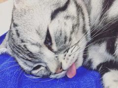 -A猫a狗全科·犬猫异宠·芥西宠物医院(南开总院)
