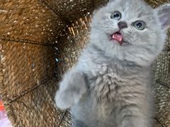 -喵zoo家庭繁育猫舍(尖东智能花园店)