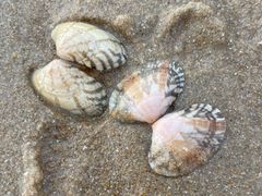 -东疆理想海岸沙滩景区