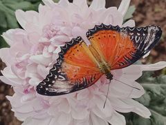 -北京国际鲜花港