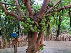 -呀路古热带植物园